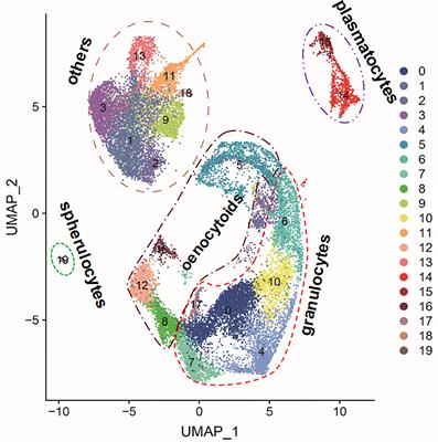 Hemocyte Clusters Defined by scRNA-Seq in Bombyx mori: In Silico Analysis of Predicted Marker Genes and Implications for Potential Functional Roles